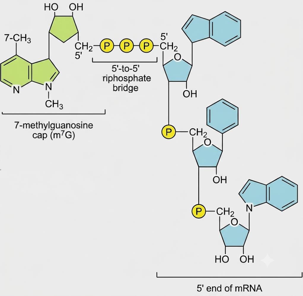 Chemical structure of the 5' cap: 7-methylguanosine (m7G, with 7-CH3) joined by an unusual 5'-to-5' triphosphate bridge to the first transcribed nucleotide