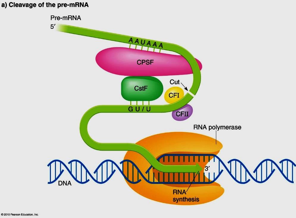 Cleavage of the pre-mRNA: CPSF binds the AAUAAA signal and CstF binds the GU or U-rich element downstream, CFI and CFII cut the chain as RNA polymerase continues transcribing the DNA