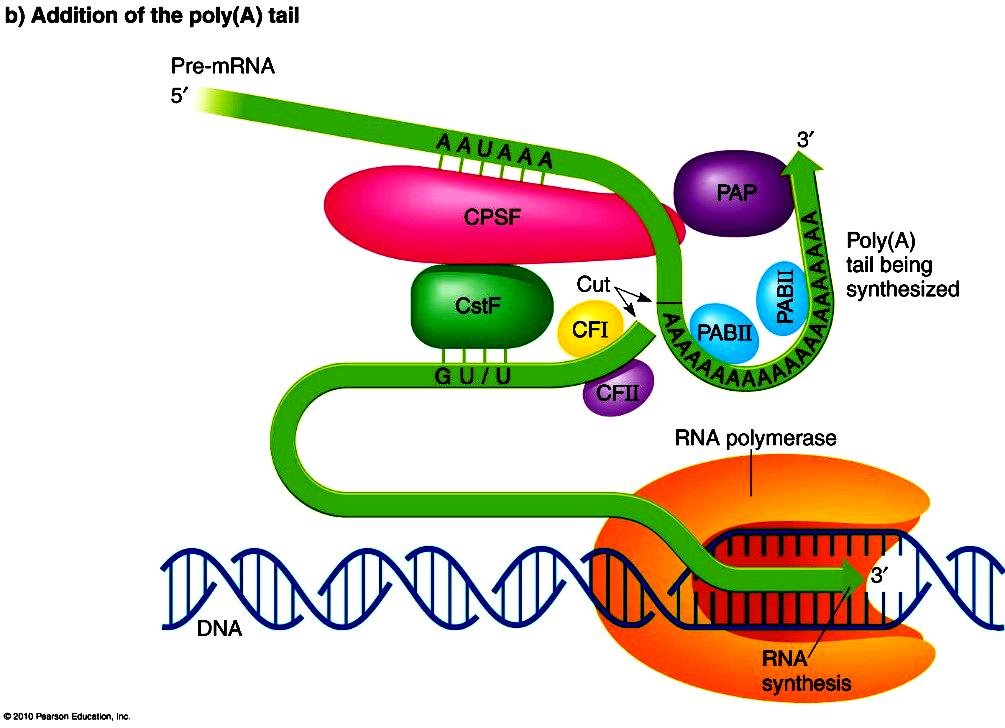 Addition of the poly(A) tail: after cleavage, CPSF, CstF, CFI and CFII remain bound while PAP (poly(A) polymerase) synthesises the poly(A) tail on the cut 3' end