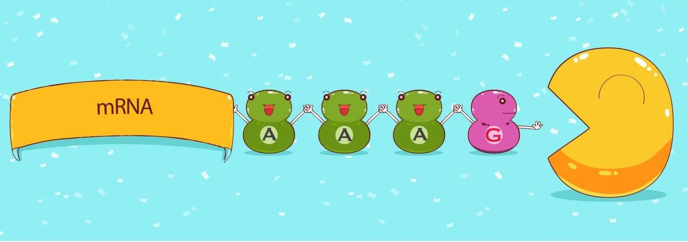 Mixed poly(A) tail cartoon: mRNA ending in A, A, A, G nucleotides, with the terminal G nucleotide holding off a nuclease that would otherwise degrade the tail