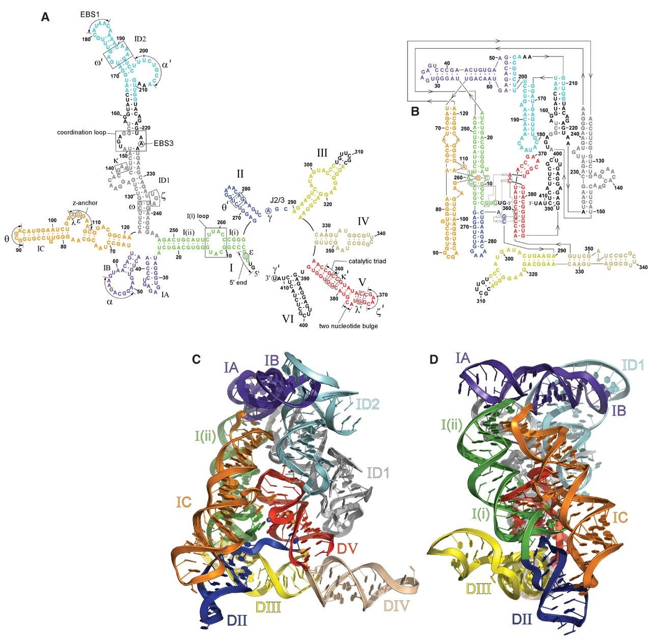 Secondary structure (panels A, B) and 3D tertiary structure (panels C, D) of a self-splicing group II intron ribozyme, with its domains IA, IB, IC, ID1, ID2, I(i), I(ii), II to VI and the catalytic triad coloured separately