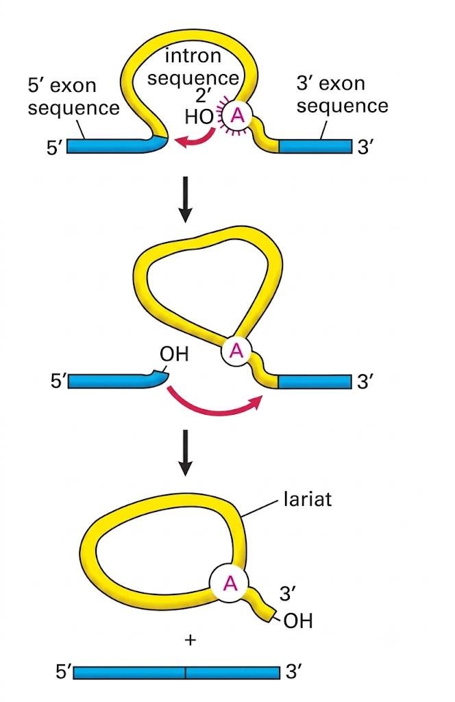 Mechanism of self-splicing: the branch-point adenine (A) in the intron attacks the 5' exon-intron junction, forming a lariat; the freed 3'-OH of the 5' exon then attacks the 3' splice site, joining the exons and releasing the lariat intron