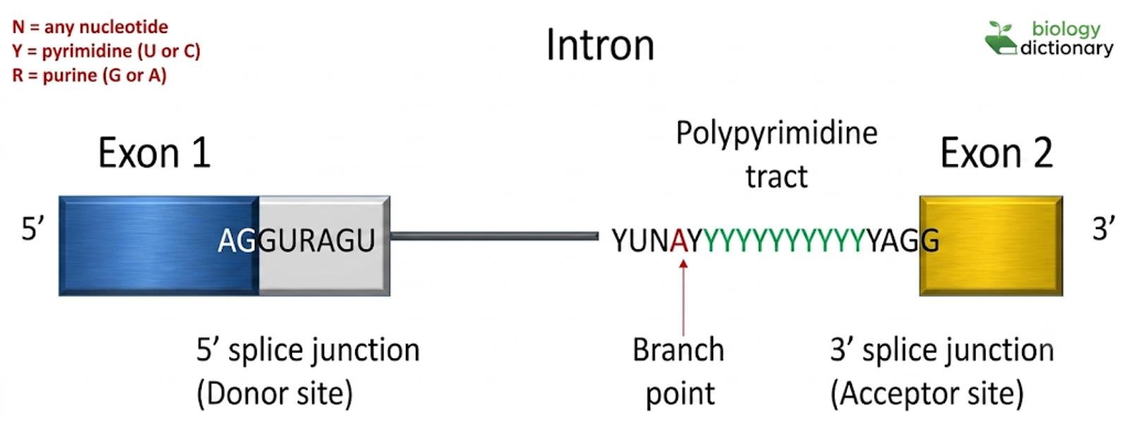 Consensus intron borders: exon 1 ends AG, the intron begins GURAGU (5' splice junction, donor site), contains the branch point A within YUNAY and a polypyrimidine tract, and ends YAG before exon 2 (3' splice junction, acceptor site)