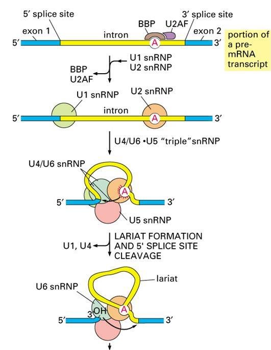 Spliceosome assembly: BBP and U2AF bind the intron near the branch-point A, then U1 and U2 snRNP replace them, the U4/U6.U5 tri-snRNP joins to form a loop, and lariat formation with 5' splice site cleavage releases U1 and U4, leaving U6 snRNP holding the lariat