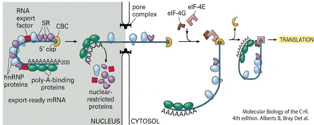 Export-ready mRNA in the nucleus, coated with hnRNP proteins, poly-A-binding proteins, SR proteins and the cap-binding complex (CBC), passes through the nuclear pore complex while nuclear-restricted proteins are stripped off, then eIF-4G and eIF-4E bind in the cytosol before translation