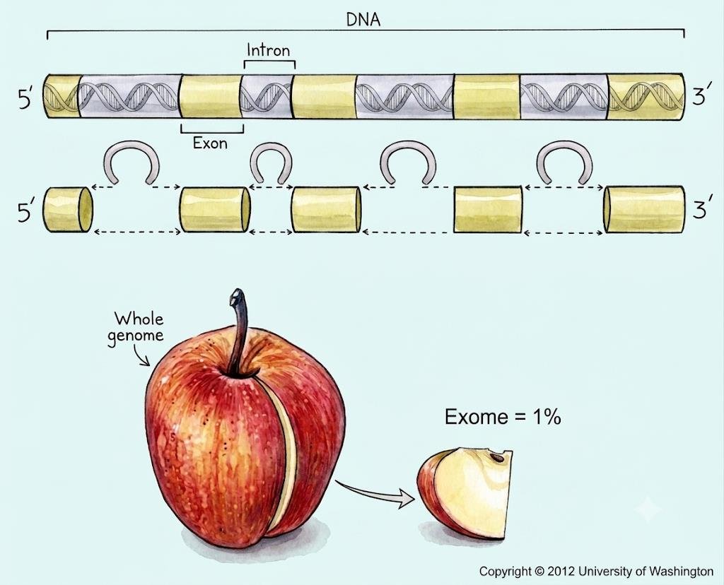 DNA with alternating introns and exons above a diagram showing introns looped out and exons joined; below, a whole apple representing the whole genome next to a single slice labelled exome equals 1%