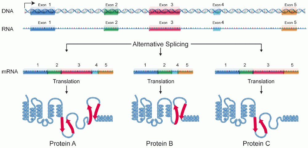 Alternative splicing of a five-exon gene: the same DNA and RNA are spliced into three different mRNAs (combinations of exons 1,2,3,4,5 or 1,2,4,5 or 1,2,3,5) that translate into differently folded proteins A, B and C