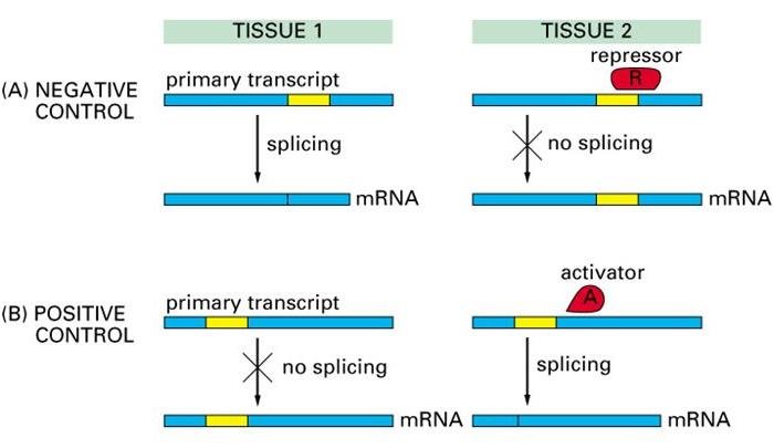 Negative and positive control of alternative splicing: in tissue 1 a primary transcript splices normally, but in tissue 2 a repressor blocks splicing of a yellow exon (negative control) or an activator enables splicing that would not otherwise occur (positive control)