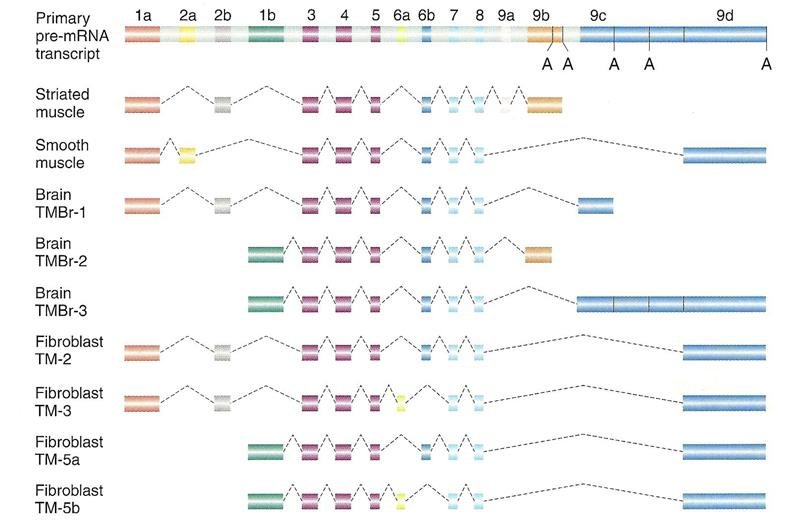 Tropomyosin gene alternative splicing: the primary pre-mRNA transcript with exons 1a to 9d is spliced into different tissue-specific mRNAs in striated muscle, smooth muscle, brain (TMBr-1, TMBr-2, TMBr-3) and fibroblast (TM-2, TM-3, TM-5a, TM-5b)