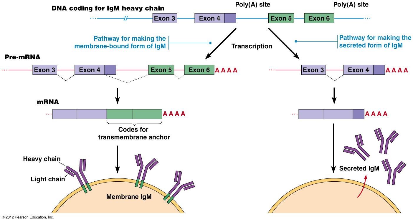 IgM heavy chain gene with exons 3 to 6 and two poly(A) sites: splicing that includes exon 6 (with the transmembrane anchor) gives membrane-bound IgM on the cell surface, while splicing that stops after exon 4 gives secreted IgM