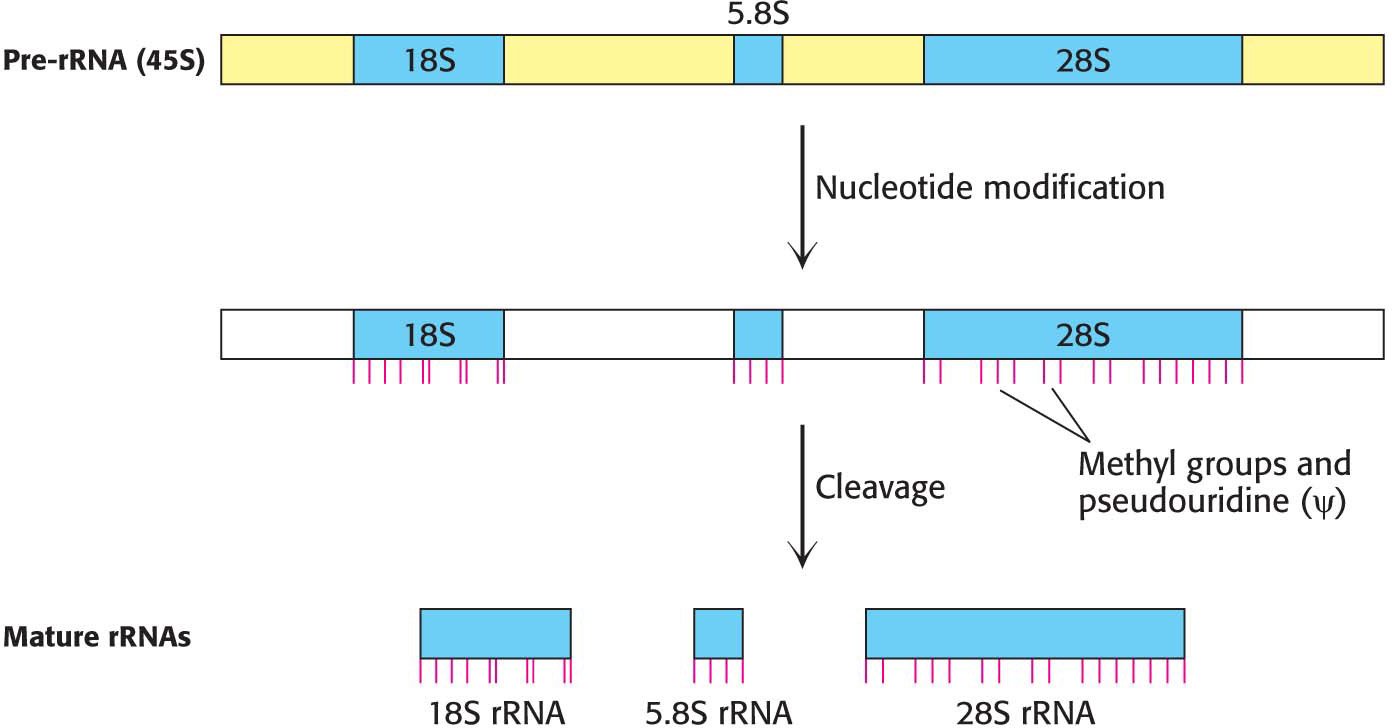 Processing of the 45S pre-rRNA: the single transcript containing 18S, 5.8S and 28S segments undergoes nucleotide modification (methyl groups and pseudouridine), then cleavage into the three separate mature 18S, 5.8S and 28S rRNAs