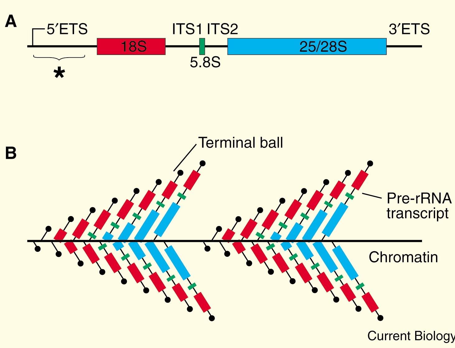 Christmas tree diagram: an rDNA repeat unit with 5'ETS, 18S, ITS1, 5.8S, ITS2, 25/28S and 3'ETS regions, and below it multiple pre-rRNA transcripts of increasing length branching from the chromatin axis, each ending in a terminal ball