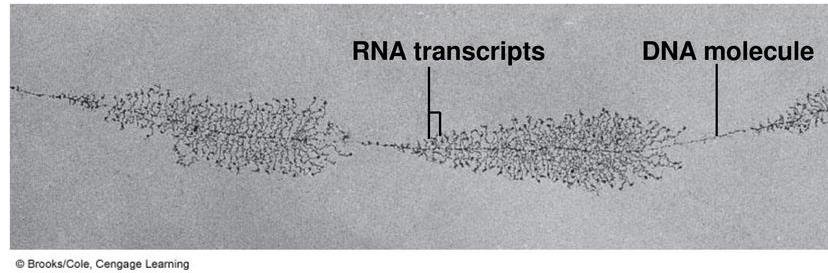 Electron micrograph of an actively transcribed rDNA locus showing the Christmas-tree pattern of RNA transcripts of increasing length branching from the DNA molecule