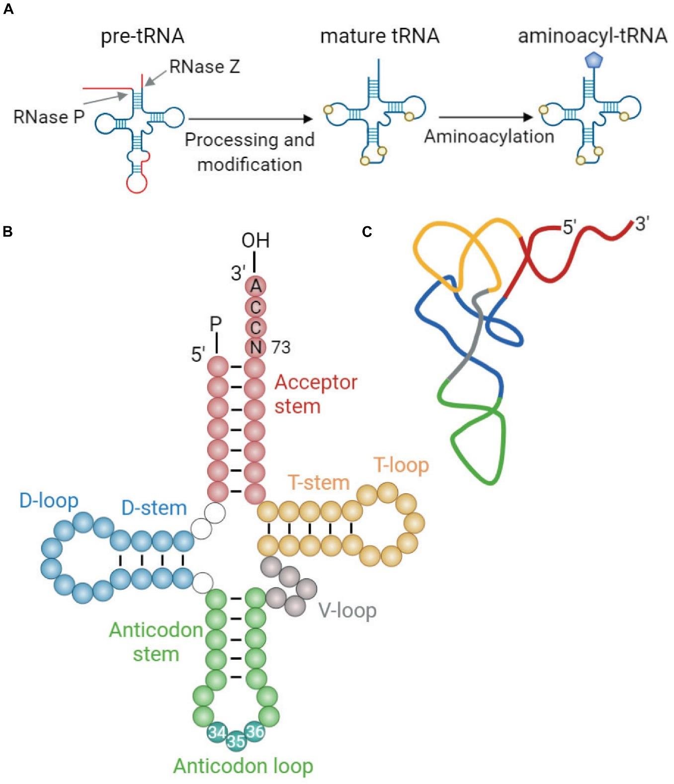 tRNA maturation: RNase P removes the 5' leader and RNase Z the 3' trailer from the pre-tRNA, processing and modification give the mature cloverleaf tRNA with acceptor stem, D-stem and loop, T-stem and loop, V-loop and anticodon stem and loop, and aminoacylation attaches the amino acid