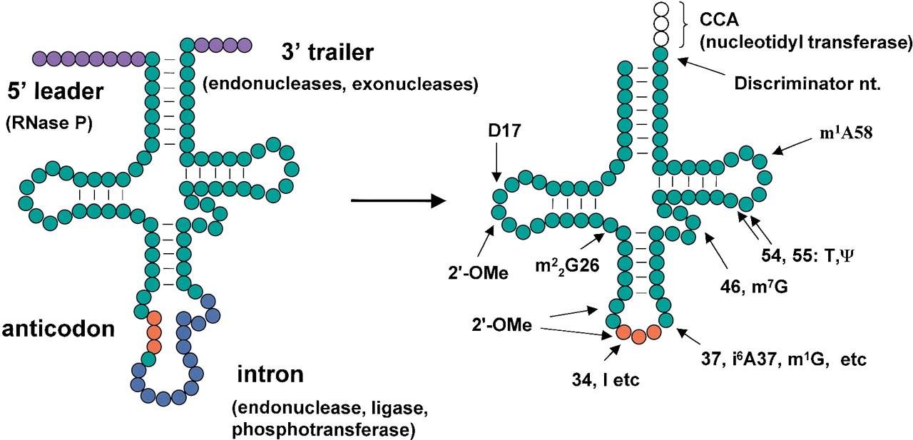 Human pre-tRNA processing detail: RNase P cuts the 5' leader and endo/exonucleases the 3' trailer, nucleotidyl transferase adds the CCA and discriminator nucleotide, and specific positions are modified (2'-OMe, m2 2G26, inosine at 34, i6A37, m1G, m7G46, T and pseudouridine at 54 and 55, m1A58)