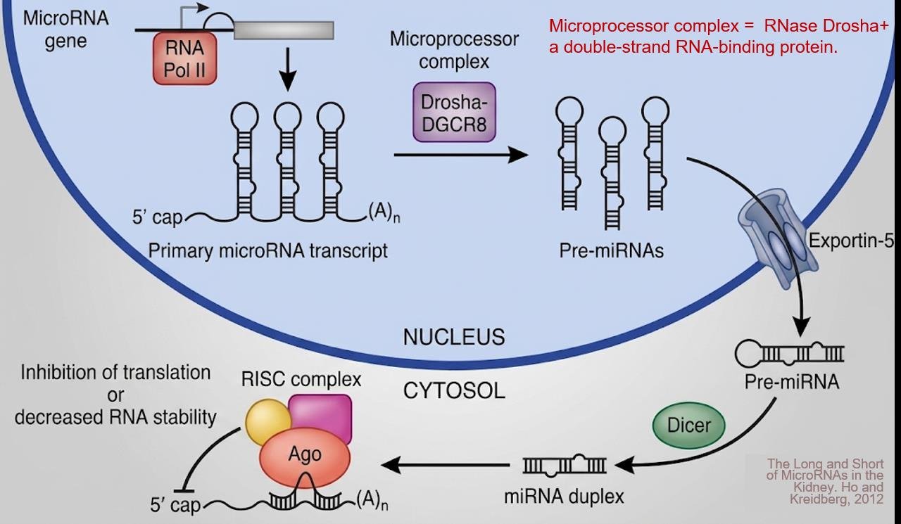 miRNA pathway: RNA polymerase II transcribes the primary microRNA transcript with stem-loops and a cap and poly(A) tail, the Drosha-DGCR8 microprocessor complex cuts it into pre-miRNAs, Exportin-5 exports them to the cytosol, Dicer cuts the miRNA duplex, and one strand loads into the Ago-RISC complex to inhibit translation or destabilise the target mRNA