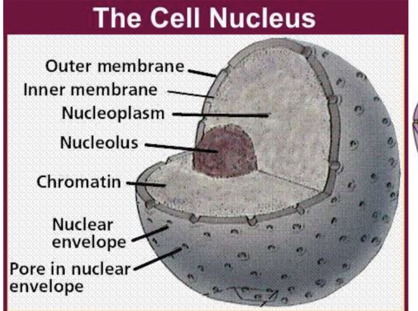 Cutaway diagram of the cell nucleus labelled with the outer membrane, inner membrane, nucleoplasm, nucleolus, chromatin, nuclear envelope and a pore in the nuclear envelope
