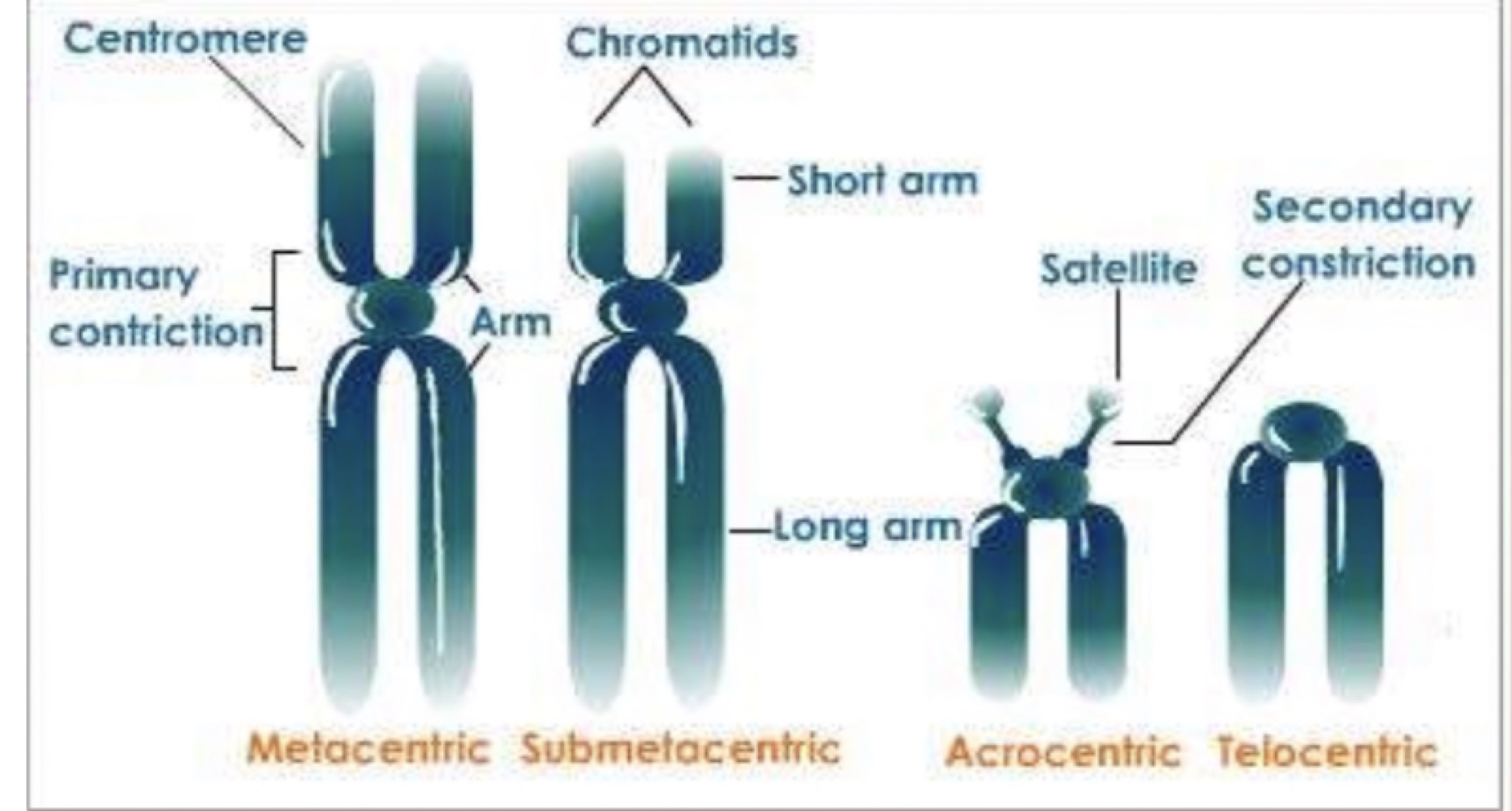 Diagram of metacentric, submetacentric, acrocentric and telocentric chromosomes labelled with centromere, chromatids, short arm, long arm, arm, primary constriction, satellite and secondary constriction