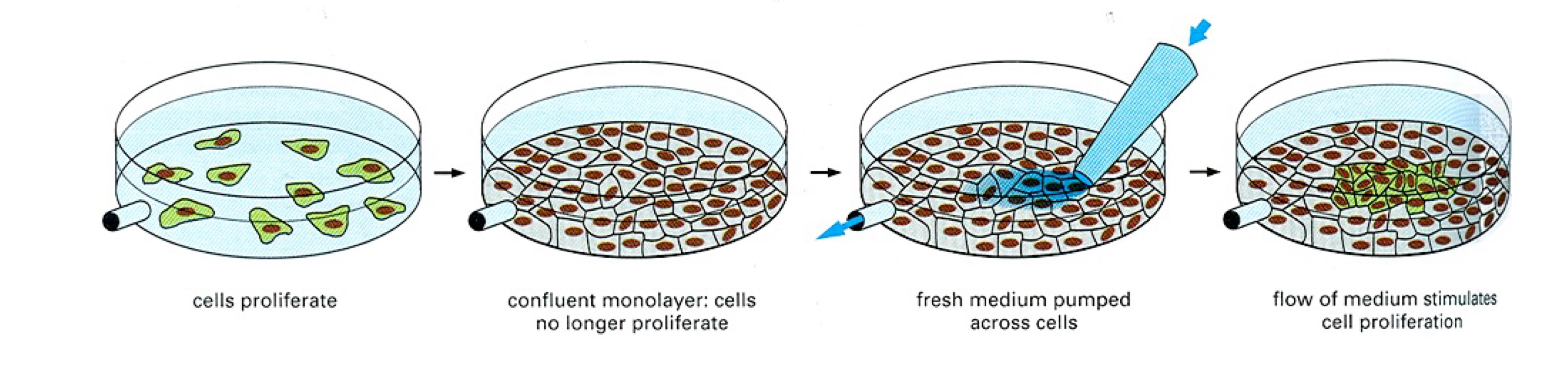 Four dishes in sequence showing cells proliferating, a confluent monolayer in which cells no longer proliferate, fresh medium being pumped across the cells, and the flow of medium stimulating cell proliferation