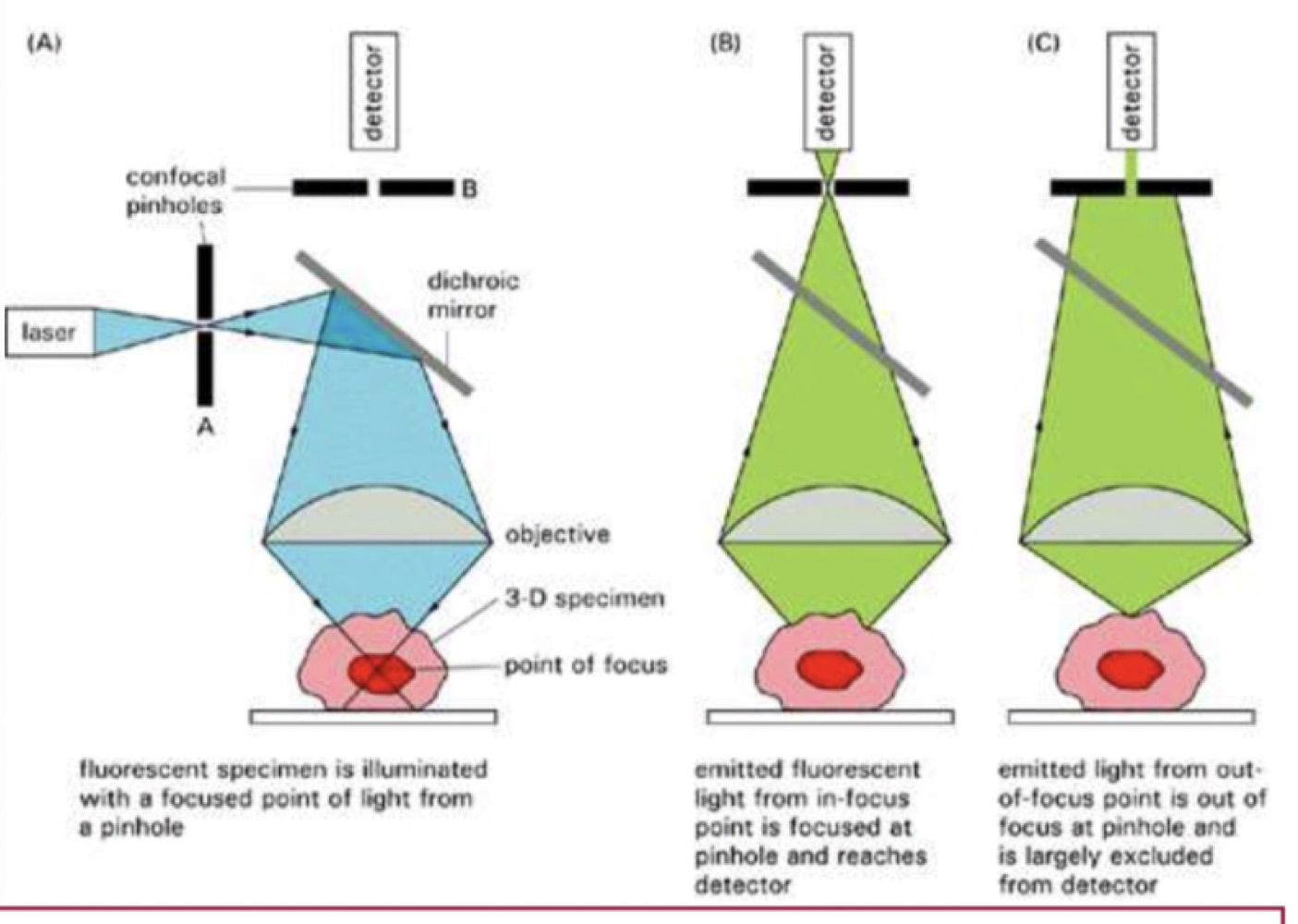 Three diagrams comparing confocal optics, showing the specimen illuminated from a focused point of light through a pinhole and out-of-focus light blocked from the detector