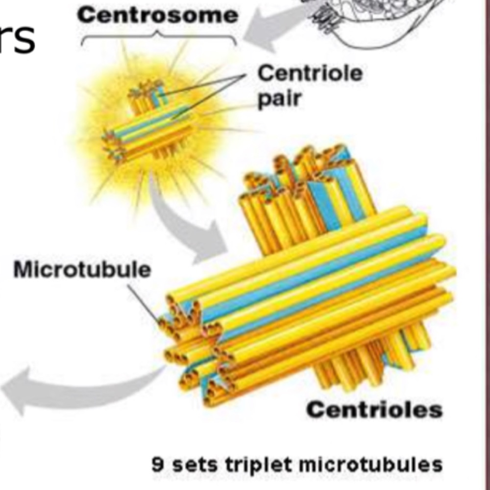 Diagram of the centrosome showing a centriole pair with microtubules radiating from it, and the nine sets of triplet microtubules that make up each centriole