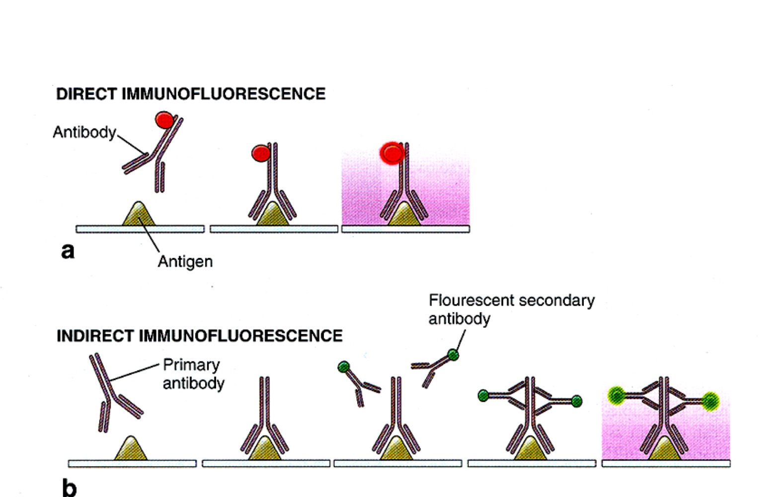 Diagram comparing direct immunofluorescence, where a labelled antibody binds the antigen directly, with indirect immunofluorescence, where an unlabelled primary antibody binds the antigen and several labelled secondary antibodies bind the primary