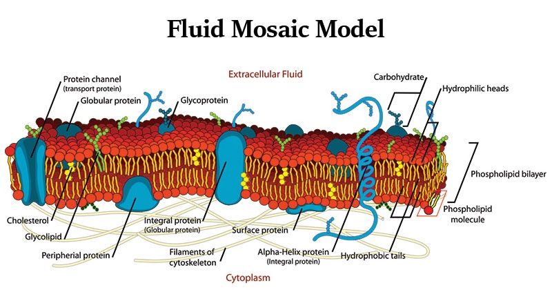 Diagram of the fluid mosaic model showing the phospholipid bilayer with integral and peripheral proteins, glycoproteins and cholesterol