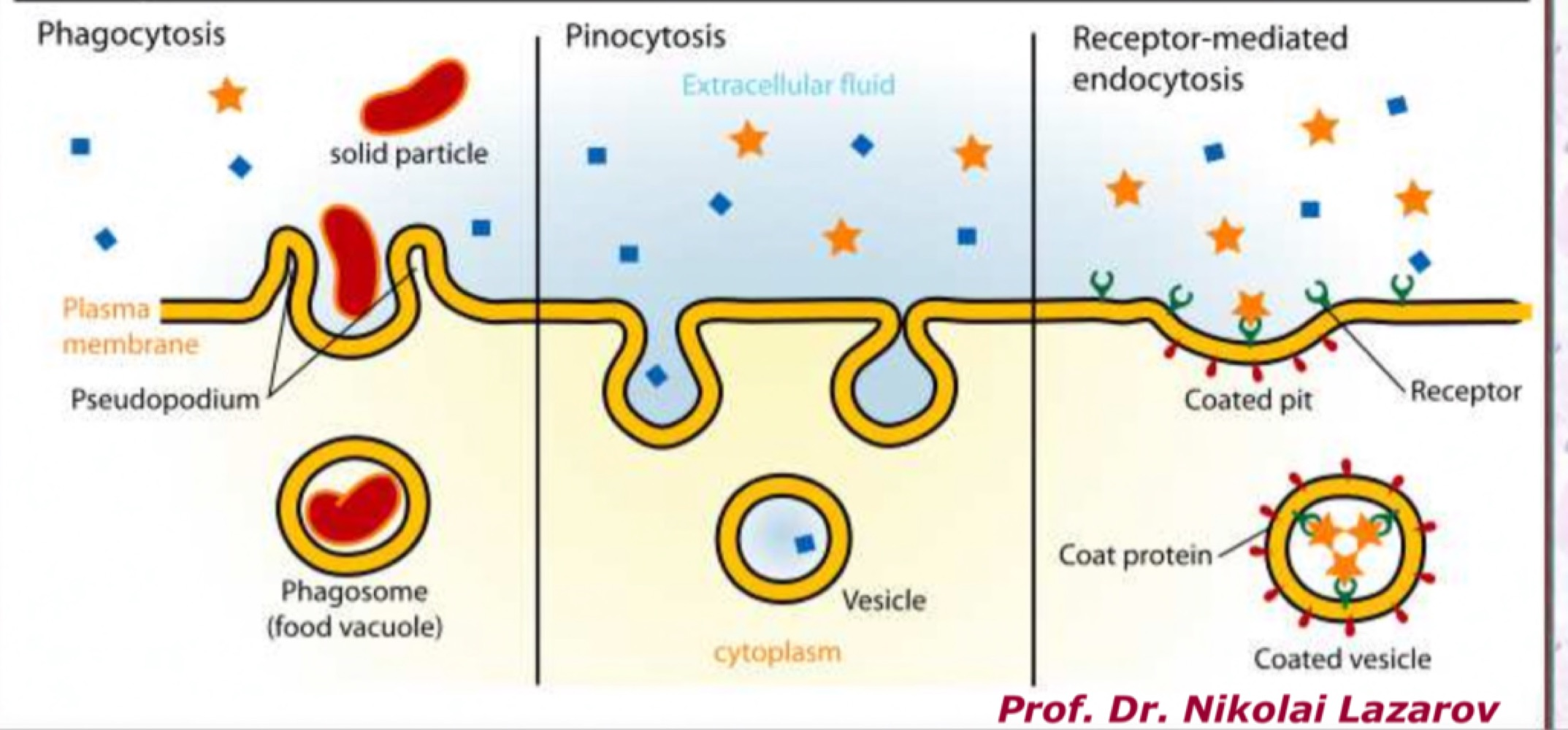 Diagram comparing phagocytosis, in which a pseudopodium engulfs a solid particle into a phagosome, pinocytosis, in which extracellular fluid is taken into a small vesicle, and receptor-mediated endocytosis at a coated pit