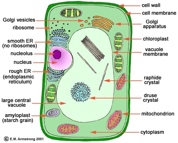 Diagram of a plant cell labelled with cell wall, cell membrane, Golgi vesicles, ribosome, Golgi apparatus, smooth endoplasmic reticulum, chloroplast, vacuole membrane, nucleolus, nucleus, rough endoplasmic reticulum, raphide crystal, druse crystal, large central vacuole, amyloplast with starch grain, mitochondrion and cytoplasm