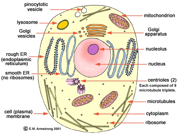 Diagram of a eukaryotic animal cell with the pinocytotic vesicle, lysosome, Golgi vesicles, rough endoplasmic reticulum, smooth endoplasmic reticulum, cell membrane, mitochondrion, Golgi apparatus, nucleolus, nucleus, centrioles, microtubules, cytoplasm and ribosome labelled