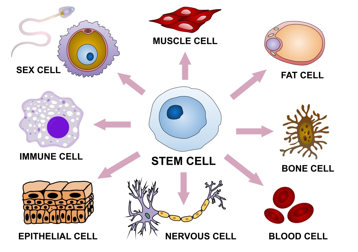 Diagram of a stem cell in the centre with arrows to a sex cell, muscle cell, fat cell, bone cell, blood cell, nervous cell, epithelial cell and immune cell