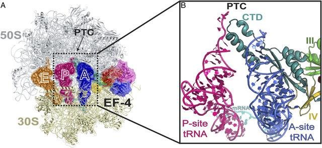 Ribosome with 50S and 30S subunits showing E, P and A sites and the peptidyl transferase centre (PTC), with a close-up of elongation factor EF-4 bound to P-site and A-site tRNA and mRNA