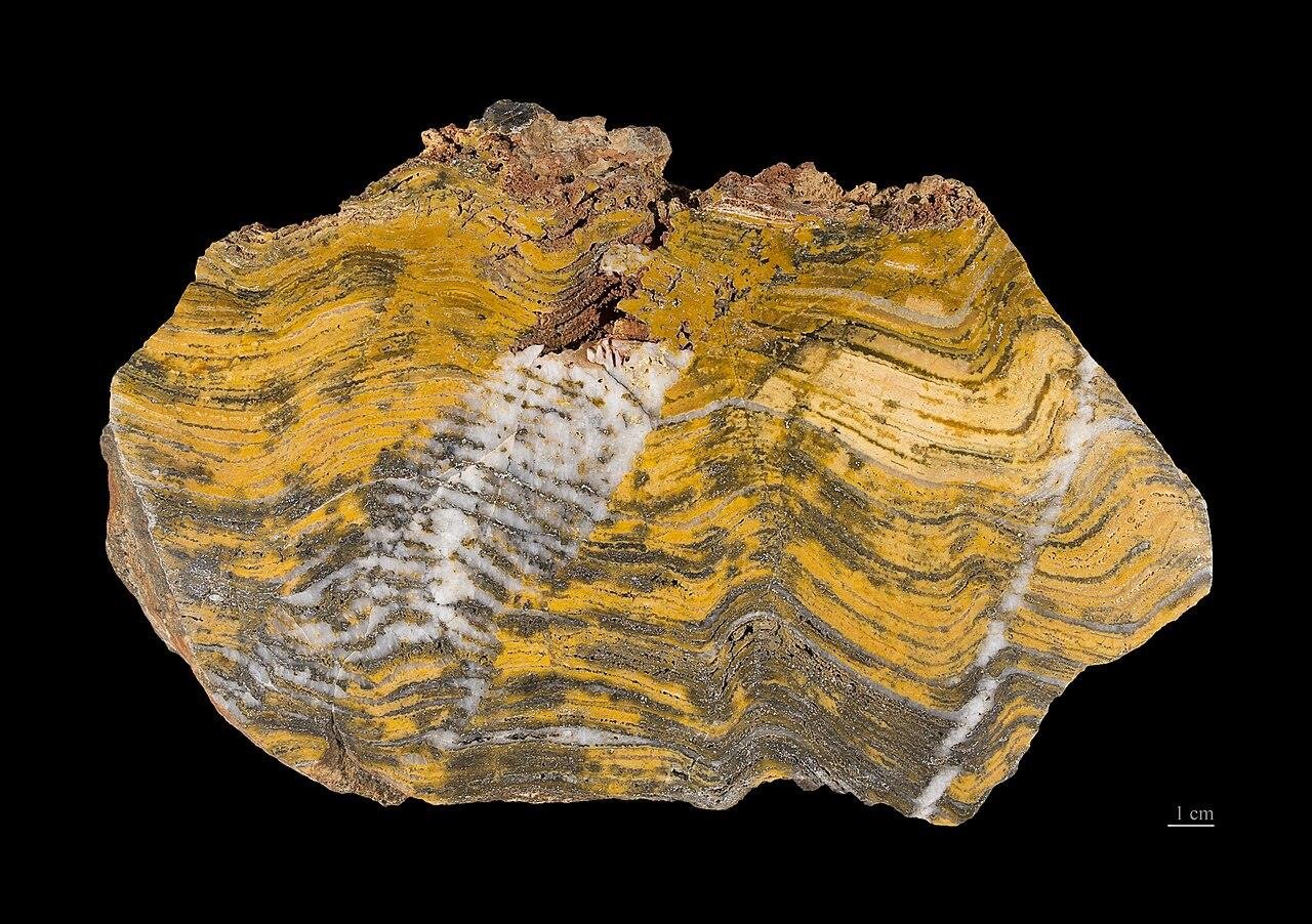 Cross-section of a fossilised stromatolite from the Strelley Pool chert, showing its wavy layered bands, unlabelled