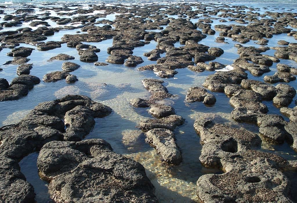 Living stromatolites exposed at low tide in Hamelin Pool, Shark Bay, Western Australia, unlabelled
