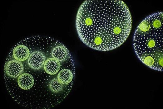 Colonies of Volvox, a colonial green alga, each spherical parent colony containing several smaller daughter colonies, unlabelled