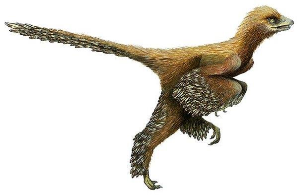 Artist's reconstruction of a feathered theropod dinosaur, representing the Cretaceous fauna wiped out in the Cretaceous-Paleogene extinction, unlabelled