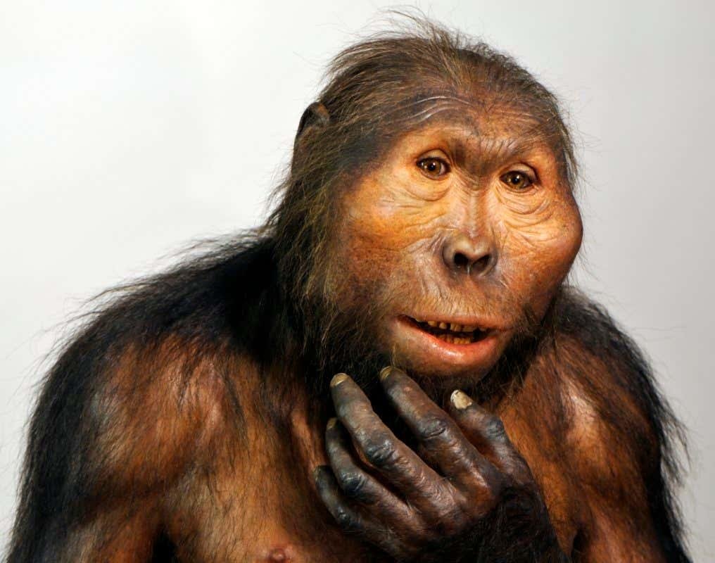 Museum reconstruction of Paranthropus, an early hominin, showing its face, brow ridge and hand raised to its mouth, unlabelled
