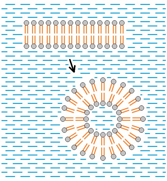 Schematic of a flat lipid bilayer sheet, two rows of head groups and tails, curling round into a spherical bilayer vesicle, unlabelled