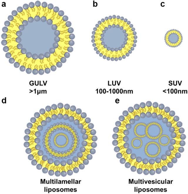 Liposome types by size: GULV over 1 micrometre, LUV 100-1000 nm and SUV under 100 nm, plus multilamellar and multivesicular liposomes with concentric bilayers