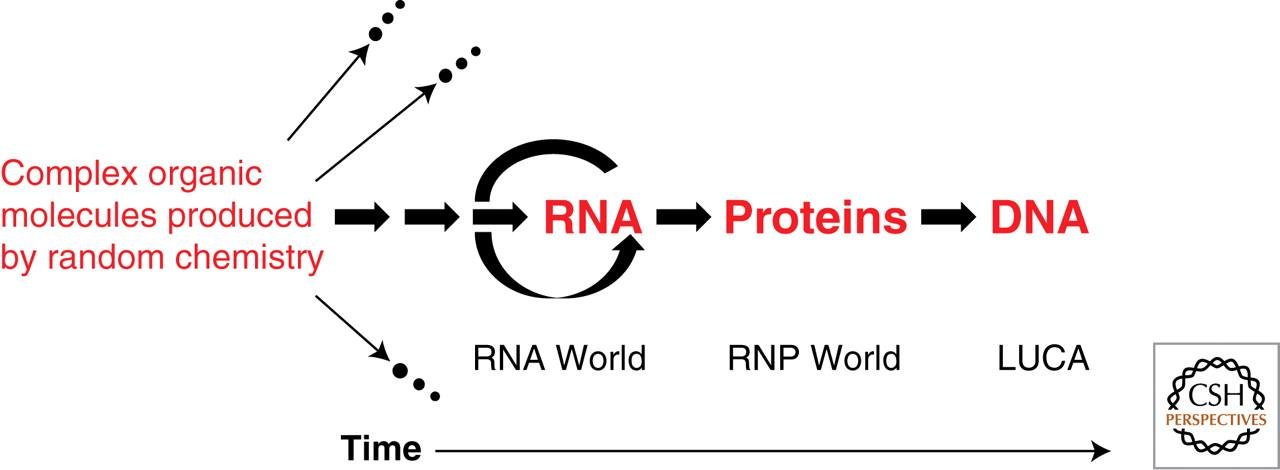 Diagram of complex organic molecules giving rise to self-replicating RNA, then RNA producing proteins, then DNA, spanning the RNA world, RNP world and LUCA stages