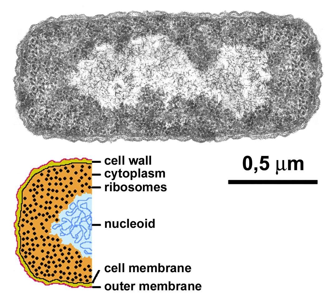 Labelled diagram and electron micrograph of a prokaryotic cell: cell wall, cytoplasm, ribosomes, nucleoid, cell membrane and outer membrane