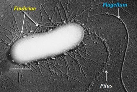 Electron micrograph of a bacterium labelled with fimbriae (many short filaments), a flagellum (one long filament) and a pilus, showing their relative length and number