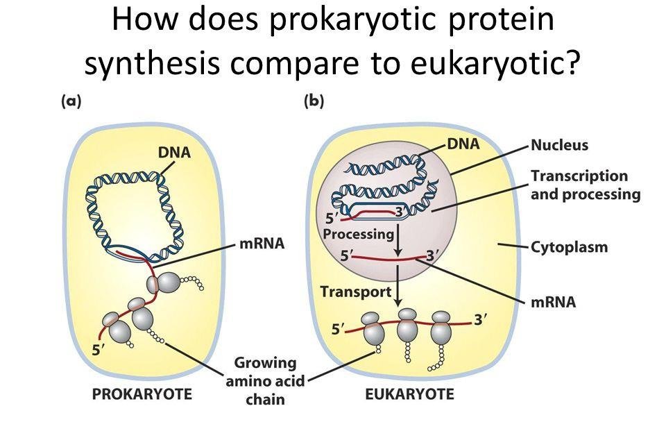 Diagram comparing protein synthesis: in the prokaryote mRNA is translated directly off circular DNA, in the eukaryote DNA in the nucleus is transcribed and processed before mRNA reaches the cytoplasm