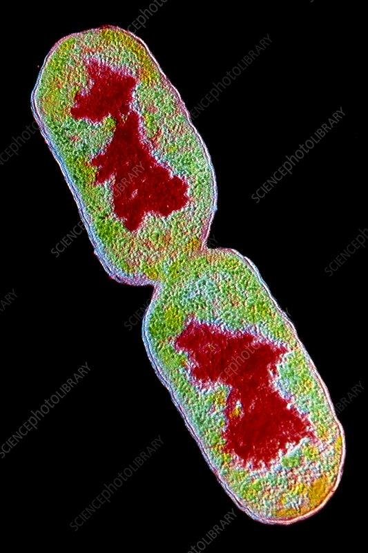 Coloured electron micrograph of a dividing rod-shaped bacterium, with red-stained nucleoid material in each forming daughter cell, unlabelled