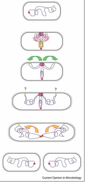 Schematic of bacterial chromosome segregation: origin (green dot) and terminus (red dot) move apart as the replisome (pink) separates the two daughter chromosomes