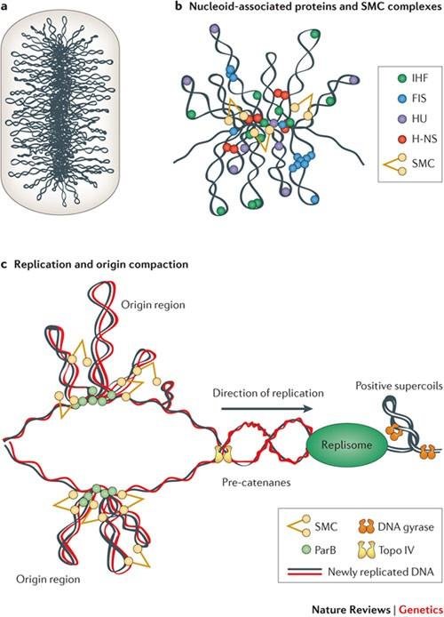 Diagram of the bacterial nucleoid as compacted DNA loops with nucleoid-associated proteins IHF, FIS, HU and H-NS and SMC complexes, plus replication showing origin regions, ParB, DNA gyrase and Topo IV