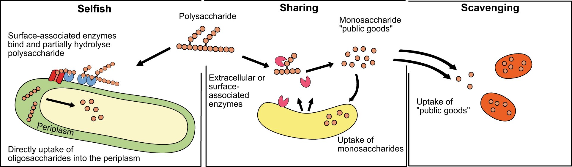 Three prokaryotic feeding strategies: selfish uptake of oligosaccharides into the periplasm, sharing that releases monosaccharide public goods, and scavenging of those public goods by other cells