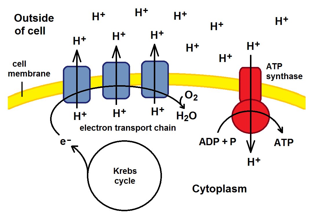 Diagram of the electron transport chain and ATP synthase in the cell membrane, pumping H+ outside using electrons from the Krebs cycle, reducing O2 to H2O and driving ATP synthesis