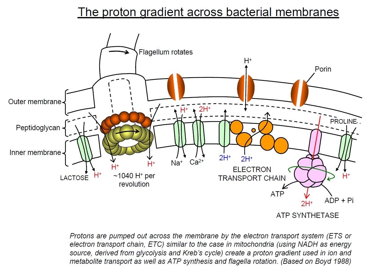 Detailed diagram of the proton gradient across bacterial outer and inner membranes: porins, the electron transport chain, ATP synthetase, and H+-driven lactose, Na+, Ca2+ and proline transport plus flagellar rotation