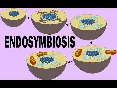 Diagram titled endosymbiosis showing a cell developing an endomembrane system and nucleus, then engulfing a bacterium that becomes a mitochondrion